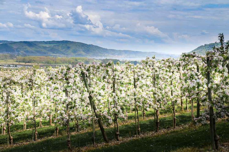 Apfelblüte am Bodensee